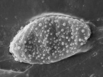 Octospora ithacaensis, ascospore