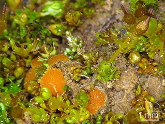 Octospora itzerottii, apothecia