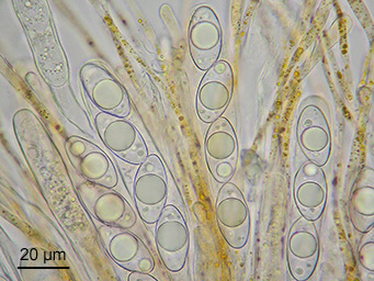 Octospora itzerottii, ascospores