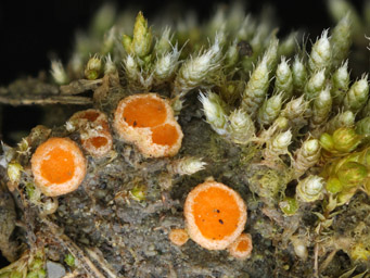 Octospora leucoloma, apothecium in turf of Bryum argenteum