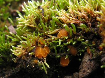 Octospora leucoloma var. tetraspora, apothecia in turf of Bryum argenteum