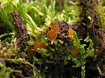 Octospora leucoloma var. tetraspora, apothecia in turf of Bryum argenteum