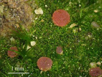 Octosproa lilacina, apothecia in moss-protonema