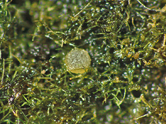 Octospora mnii, apothecium