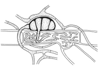Octospora mnii, appressorium