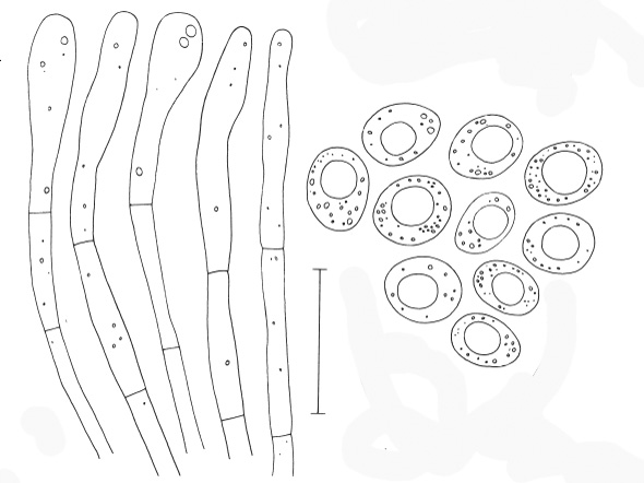 Octospora mnii, spores