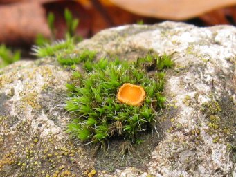 Octospora musci-muralis, Apothecium in cushion of Grimmia pulvinata
