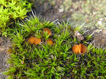 Octospora musci-muralis, Apothecium in cushion of Grimmia pulvinata