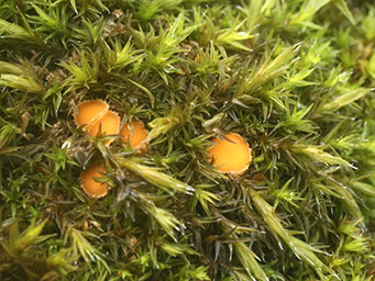 Octospora musci-muralis var. neglecta