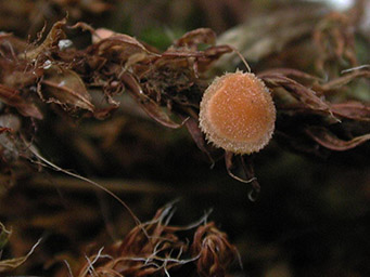 Octosproa neerlandica, apothecium on shoot of Syntrichia ruralis