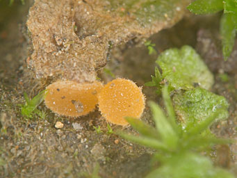 Octosporopsis nicolai