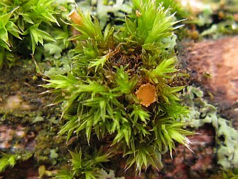 Octospora orthotrichi, apothecium in shoots of Orthotrichum diaphanum