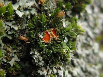 Octospora orthotricha, apothecia in shoots of Orthotrichum diaphanum