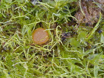 Octospora oscarii