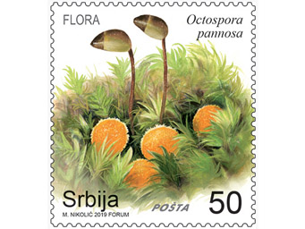 Octospora pannosa