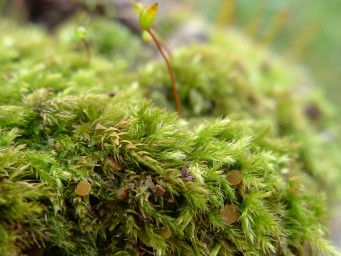 Octospora pannosa, apothecia