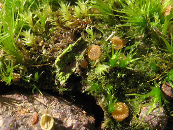 Octosproa phagospora, apothecia 