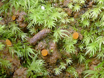 Octosproa phagospora, apothecia 