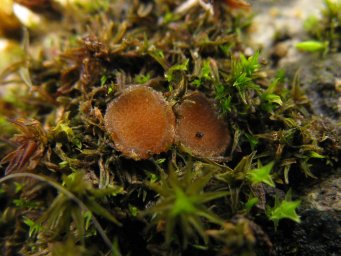 Octospora pseudoampezzana, apothecia between shoots of Schistidium crassipilum