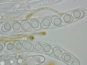 Octospora rubens, ascus with ascospores