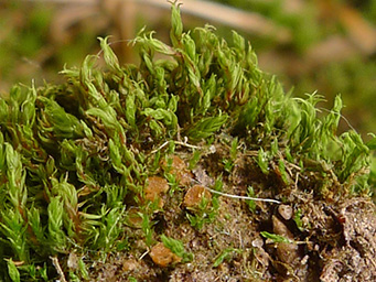 Octospora rustica