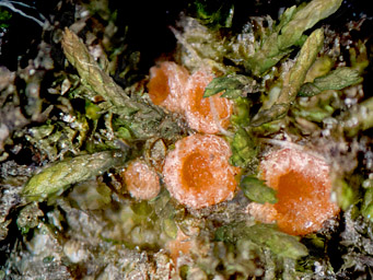 Octospora tucumanensis