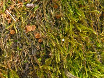 Octospora wrightii, apothecia on Amblystegium serpens