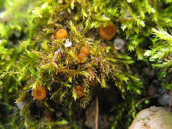 Octospora wrightii, Apothecia on Amblystegium serpens